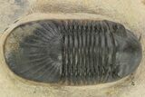 Detailed Paralejurus Trilobite - Atchana, Morocco #227807-2